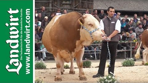 BVN Bullenparade 2017