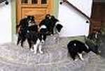 Hunde kaufen und verkaufen