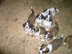 Hunde kaufen und verkaufen