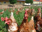 Geflügel: Vom Huhn bis zur Pute über die Laufente
