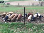 Schweine kaufen im Kleinanzeigenmarkt auf Landwirt.com