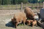 Schweine kaufen im Kleinanzeigenmarkt auf Landwirt.com