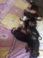 Hunde kaufen und verkaufen