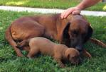 Hunde kaufen und verkaufen