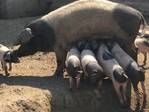 Schweine kaufen im Kleinanzeigenmarkt auf Landwirt.com