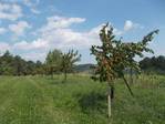 Obstbaumaschinen