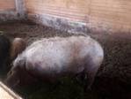Schweine kaufen im Kleinanzeigenmarkt auf Landwirt.com