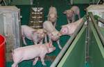 Schweine kaufen im Kleinanzeigenmarkt auf Landwirt.com
