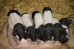 Schweine kaufen im Kleinanzeigenmarkt auf Landwirt.com
