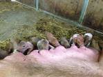 Schweine kaufen im Kleinanzeigenmarkt auf Landwirt.com