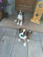 Berner Sennen x Bernhardiner Welpen