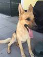 Hunde kaufen und verkaufen