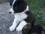 Hunde kaufen und verkaufen