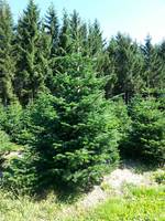Bäume und Baumpflanzgut