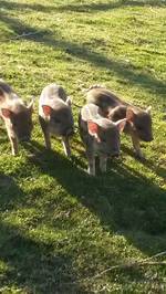 Schweine kaufen im Kleinanzeigenmarkt auf Landwirt.com