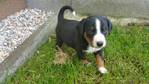 Hunde kaufen und verkaufen