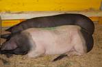 Schweine kaufen im Kleinanzeigenmarkt auf Landwirt.com