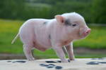 Schweine kaufen im Kleinanzeigenmarkt auf Landwirt.com