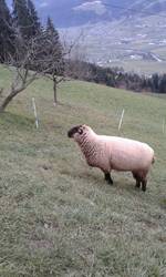 Sonstige Schafrassen - Schafe suchen und anbieten