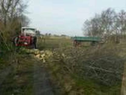 Bild 2:Baumfällarbeiten