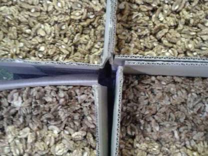 Bild 2:Walnüsse, Nüsse