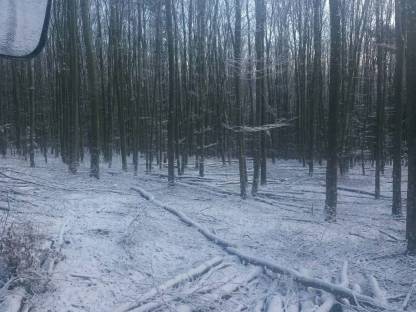 Bild 4:Forstarbeiten / Baumentfernungen