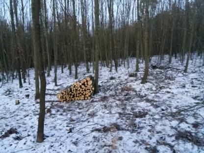 Bild 3:Forstarbeiten / Baumentfernungen