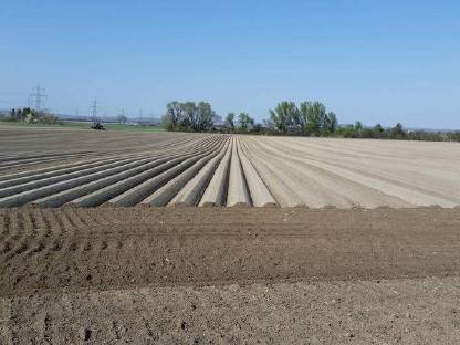 Bild 2:Kartoffellegen 2019