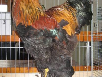 Bild 4:Bruteier Brahma rebhuhnf geb