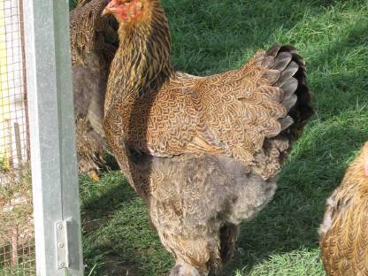 Bild 3:Bruteier Brahma rebhuhnf geb