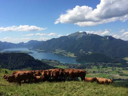 Deutsch Angus/Limousin