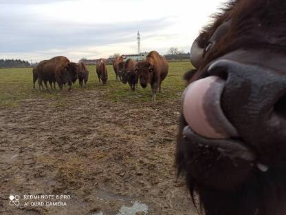 Bison Nachzucht