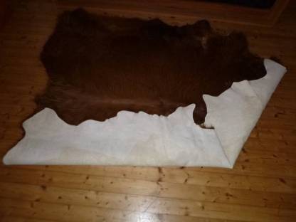 Bild 3:Verk. schönes Fell vom Hochlandrind!!!