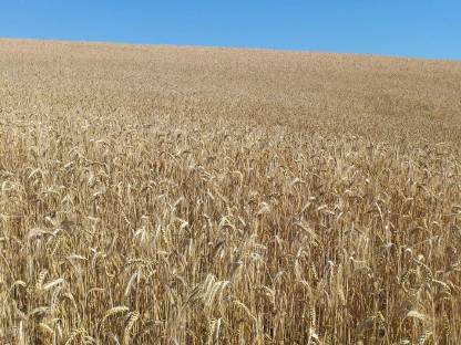 Weizen, Triticale