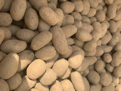 Bild 3:BIO Kartoffel