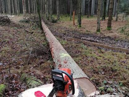 Holzschlägerung, Durchforstung