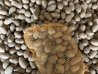 Bild 2:Bio Kartoffel Erdäpfel