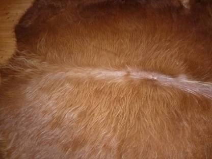 Bild 2:Verk. schönes Fell vom Hochlandrind!!!