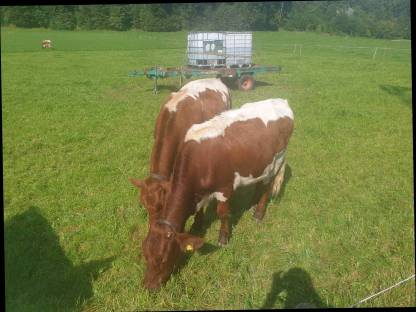 Bild 3:Rindfleisch auf Vorbestellung