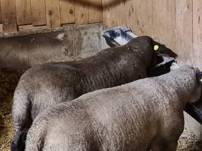 Bild 4:Suffolk Jungschafe