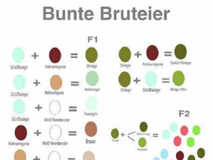Bild 6:Olivleger (Silverudds Blå x Französische Marans) BE Bruteier