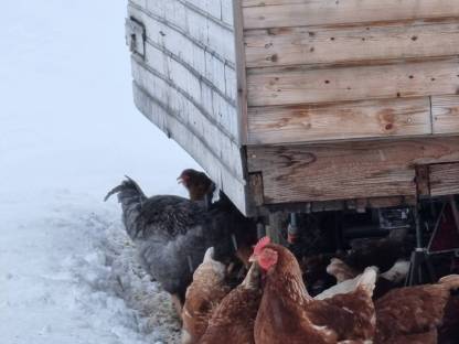 Bild 2:10 x BIO Eier ab Hof vom Wanderhuhn