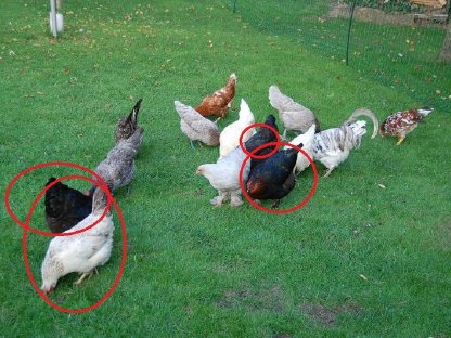 Bild 3:Olivleger (Silverudds Blå x Französische Marans) BE Bruteier