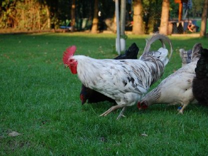 Bild 4:Olivleger (Silverudds Blå x Französische Marans) BE Bruteier