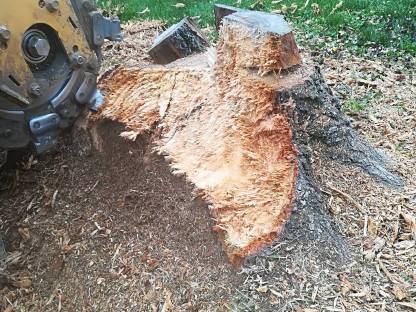 Bild 3:Wurzelstöcke fräsen