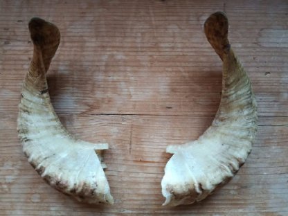 Bild 7:Zackelschafhörner als Krampushörner für Krampusperchten