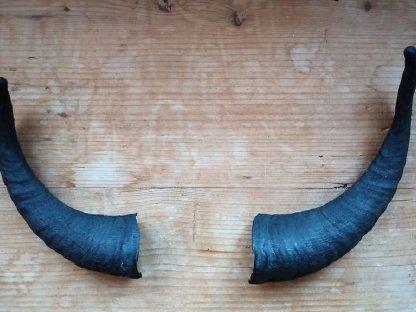 Bild 6:Zackelschafhörner als Krampushörner für Krampusperchten