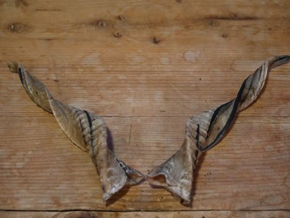 Bild 3:Zackelschafhörner als Krampushörner für Krampusperchten