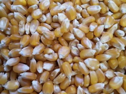 Bild 3:Steirischer Popcornmais - Sorten Butterfly und Mushroom