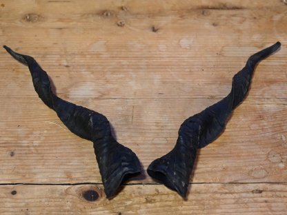 Bild 5:Zackelschafhörner als Krampushörner für Krampusperchten